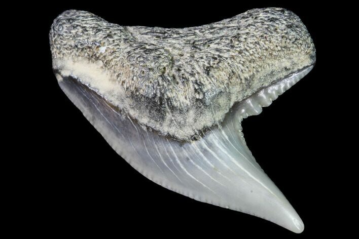 Colorful Fossil Tiger Shark (Galeocerdo) Tooth - Virginia #91833